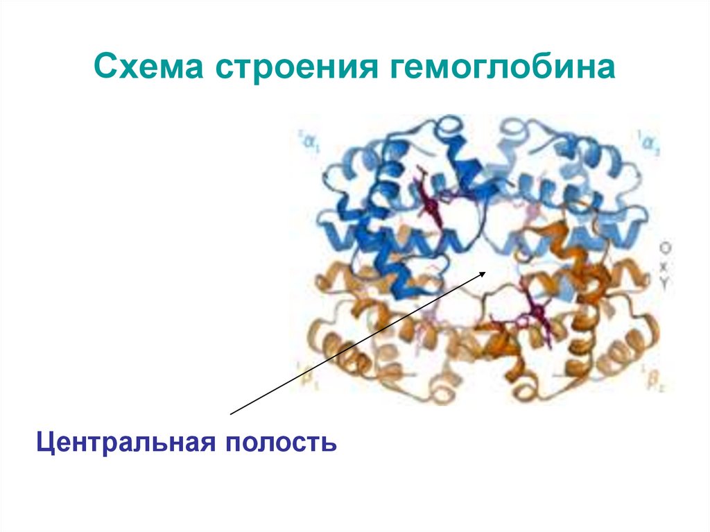 В состав гемоглобина входит металл. Гемоглобин схема. Активный центр гемоглобина. Строение активного центра гемоглобина. Структура гемоглобина и миоглобина.