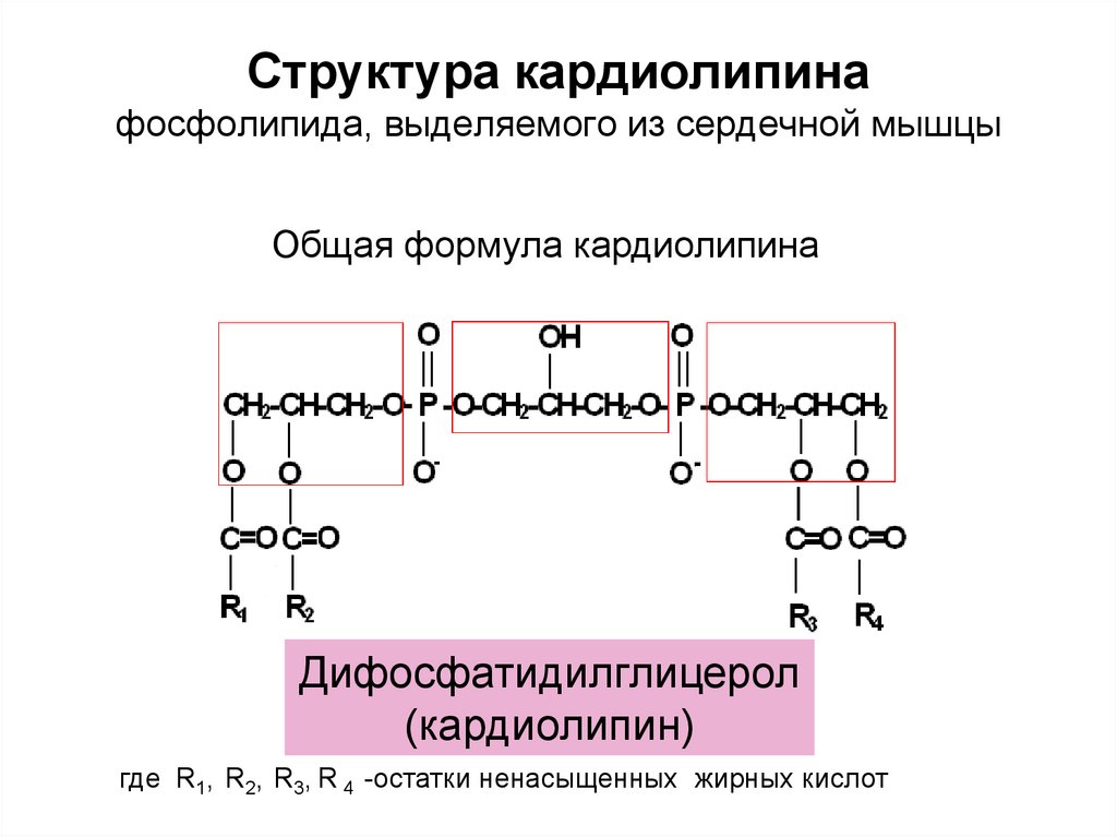 Строение фосфолипида. Фосфолипиды общая формула. Кардиолипин биологическая роль. Общая формула фосфолипидов. Кардиолипин гидролиз.