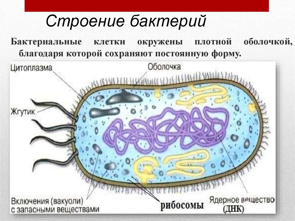 Царство бактерий кратко