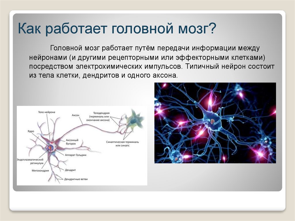 Неограниченные возможности головного мозга проект