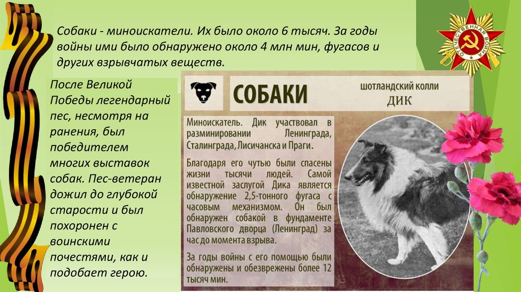 Собаки - миноискатели. Их было около 6 тысяч. За годы войны ими было обнаружено около 4 млн мин, фугасов и других взрывчатых
