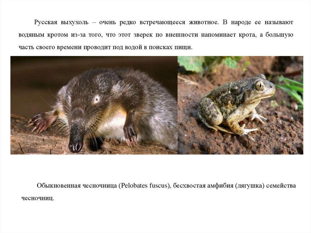 Какие звери встречаются в краснодарском крае. Какие звери встречаются в ДНР.