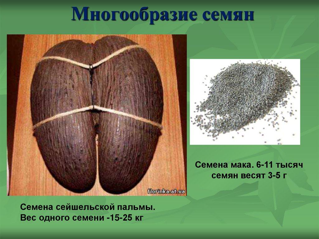 Многообразие семян