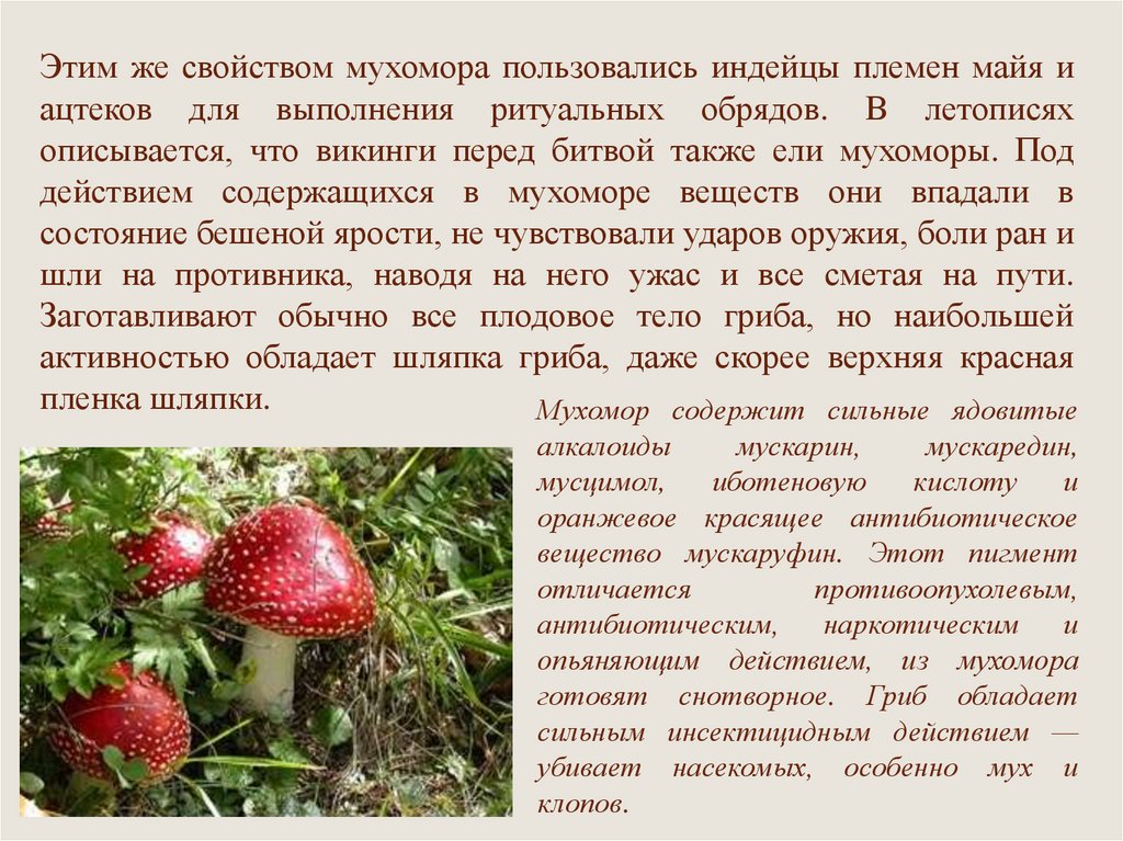 Подготовь сообщение о любых ядовитых растениях грибах