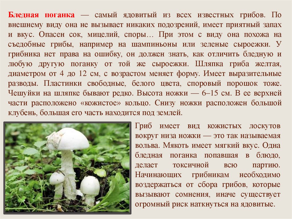 Подготовить сообщение о любых ядовитых грибах. Ядовитые грибы презентация. Ядовитые растения и грибы презентация. Какие ядовитые грибы и растения. Ядовитые грибы и растения Северной Осетии.