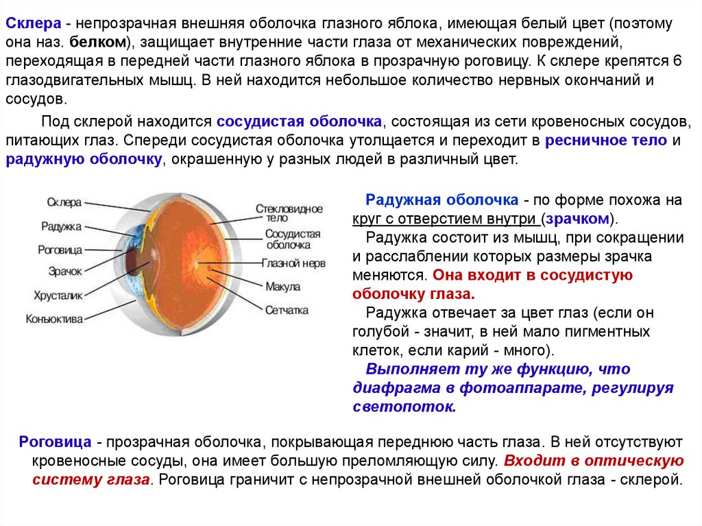 Перечислите оптические среды глаза. Анатомия и физиология глаза. Прозрачная оболочка. Циклопический глаз физиология. Двигательная система глаза физиология.