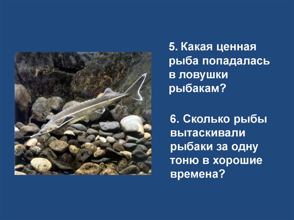 Ценная рыба 5 букв. Ценная рыба. Какая рыба попадалась в ловушки. Какая рыба попадалась в ловушки в рассказе Васюткино озеро. Какие рыбы Васютка рыбы.