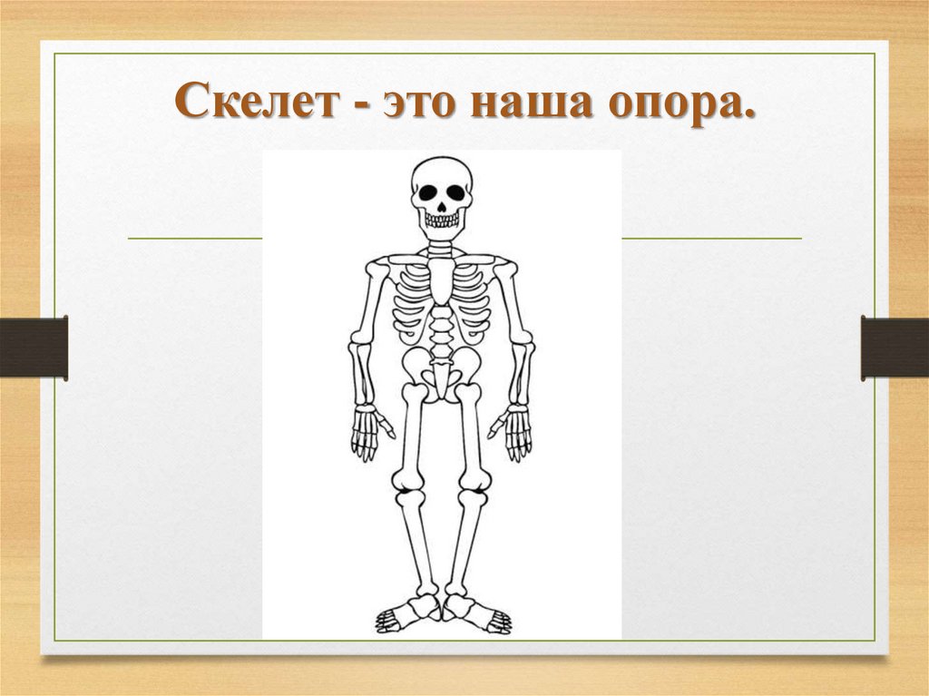 Рабочий лист опора и движение 3 класс. Скелет человека опора и движение. Человеческий скелет для презентации. Скелет опора тела. Опора тела организмов.