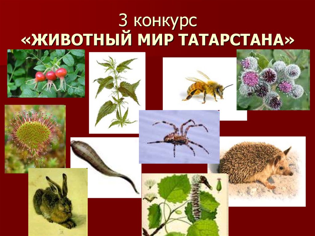 Картинки ФАУНА ТАТАРСТАНА