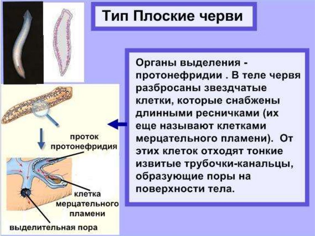 Эволюция выделительной системы презентация