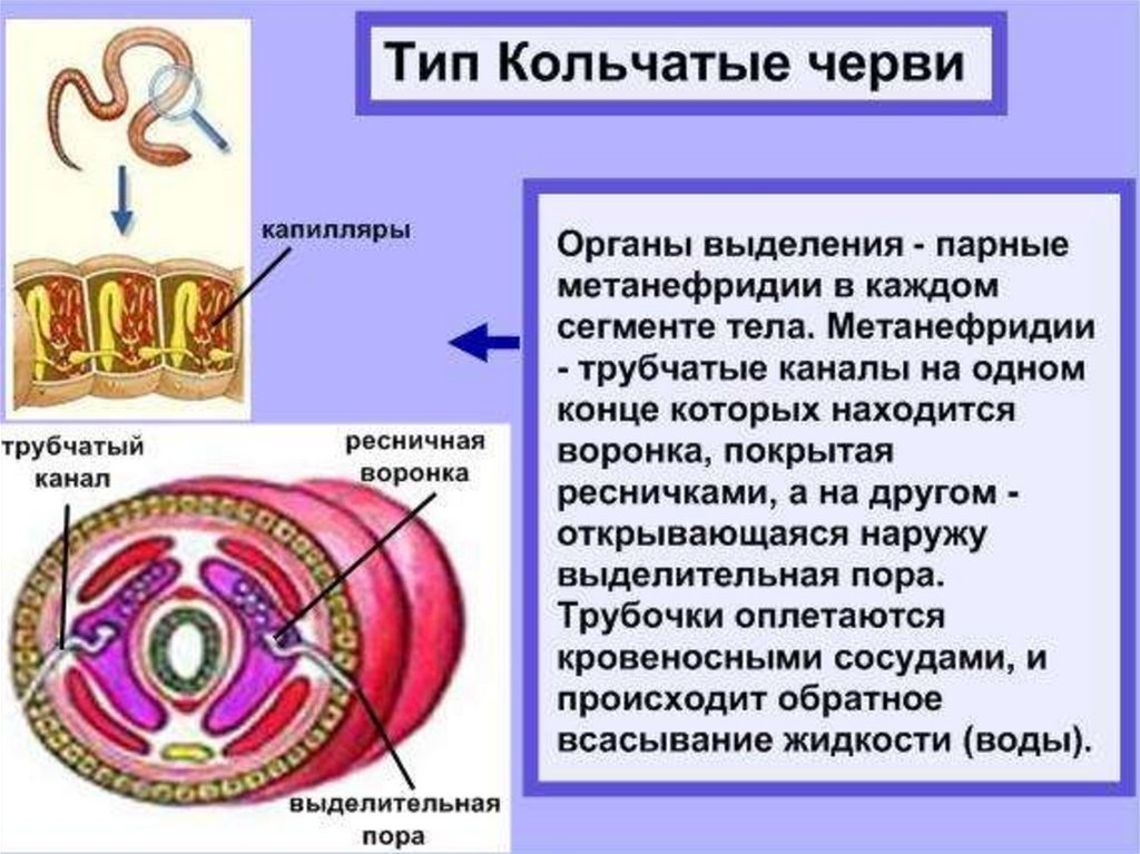 Эволюция выделительной системы у животных презентация