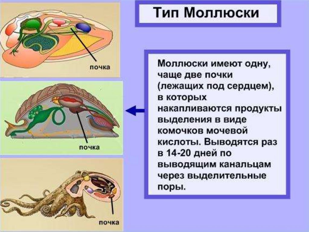 Черви тип моллюски. Тип моллюски выделительная система. Выделительная система моллю. Органы выделения моллюсков. Выделение у моллюсков.