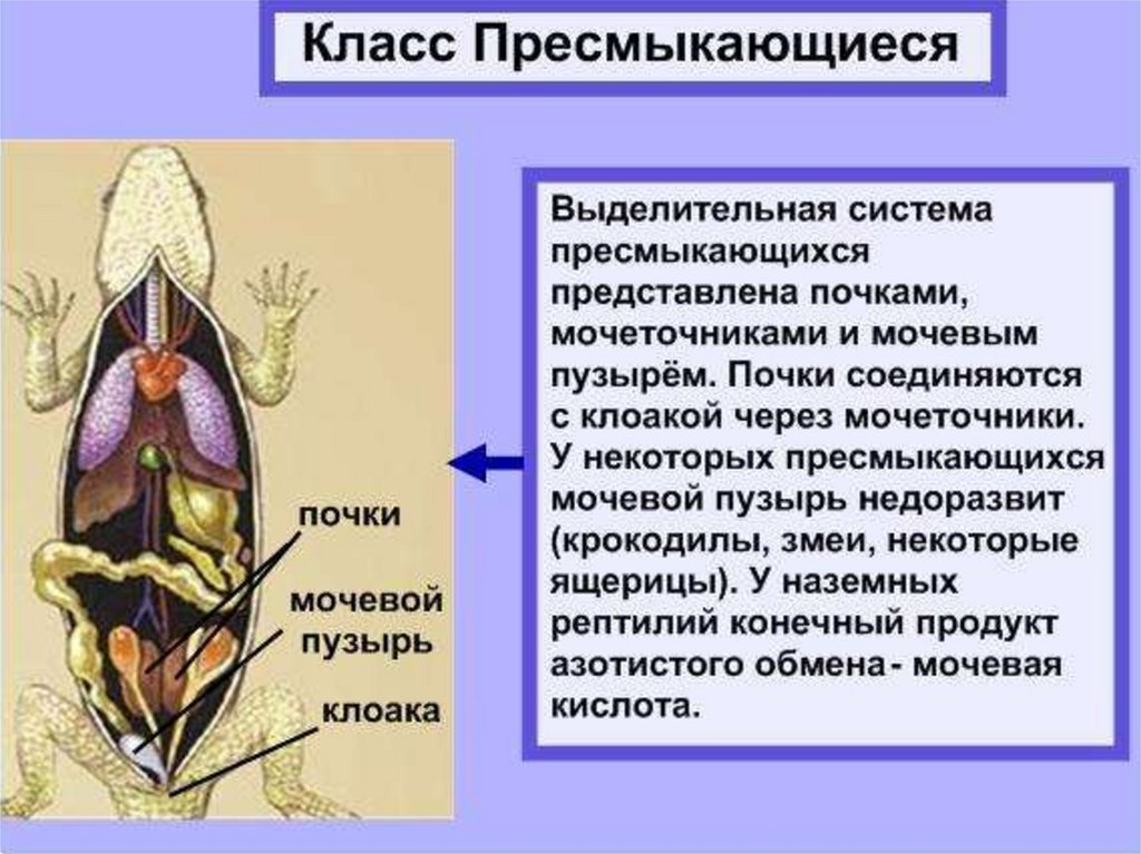 Эволюция выделительной системы у животных презентация