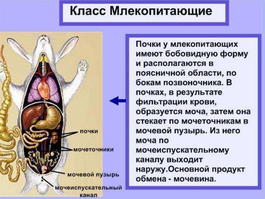 Эволюция выделительной системы у животных презентация