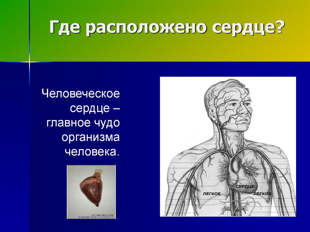 Где расположено сердце?