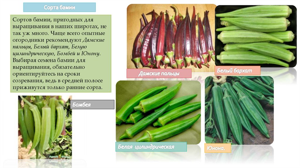 Бамия описание. Семена Бамия Бомбей. Бамия Клемсон. Бамия окра бургунди.