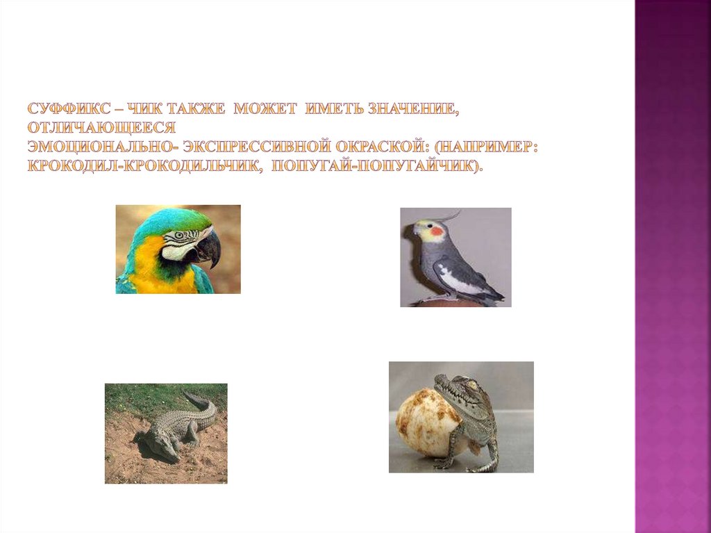 Суффикс – чик также может иметь значение, отличающееся эмоционально- экспрессивной окраской: (например: крокодил-крокодильчик,