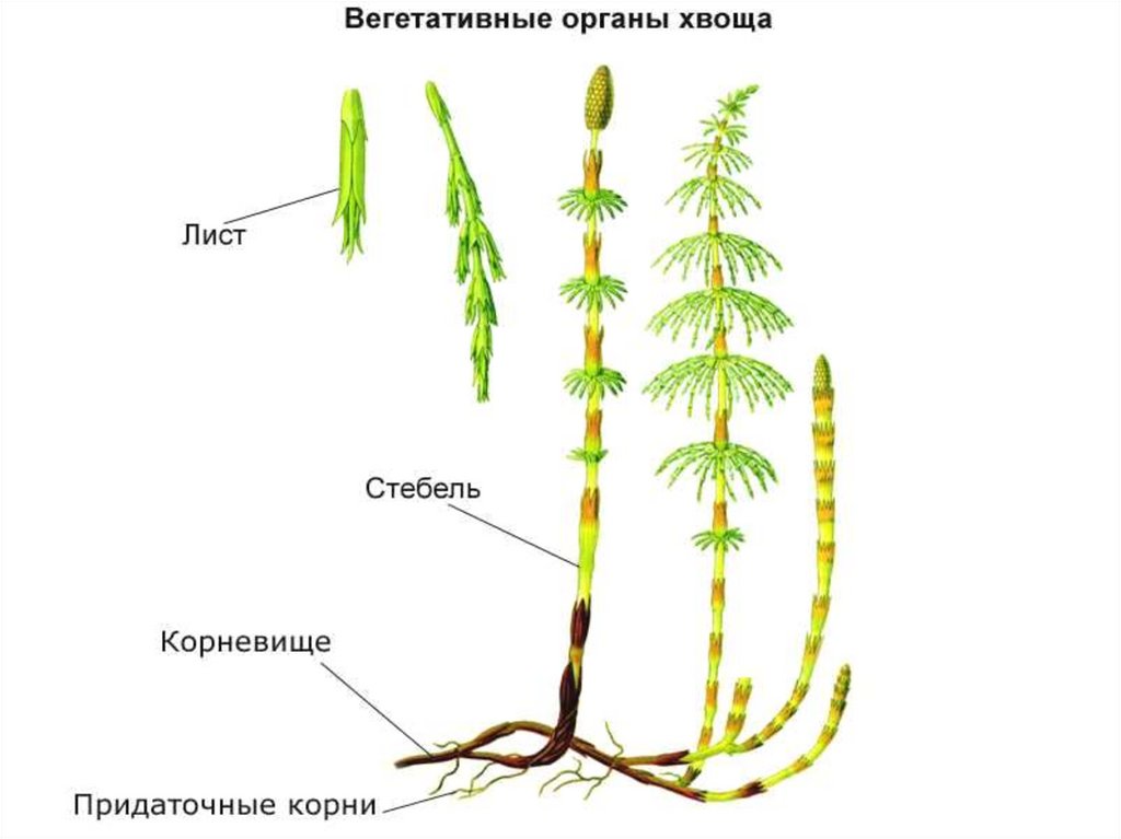 Размножение спорами наличие листьев и стебля