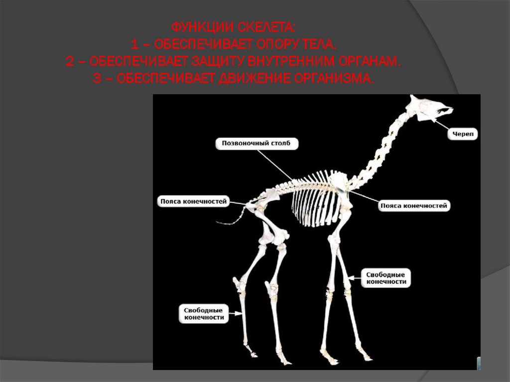 Скелет задних конечностей у млекопитающих. Защитная функция скелета для 2 классников. Арахнозоонозы.