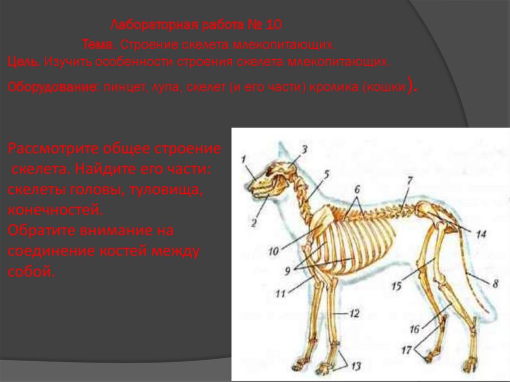 Скелет млекопитающих состоит из 5 отделов. Осевой скелет млекопитающих. Строение скелета млекопитающих лабораторная. Лабораторная работа 10 строение скелета млекопитающих. Скелет млекопитающих 7 класс.