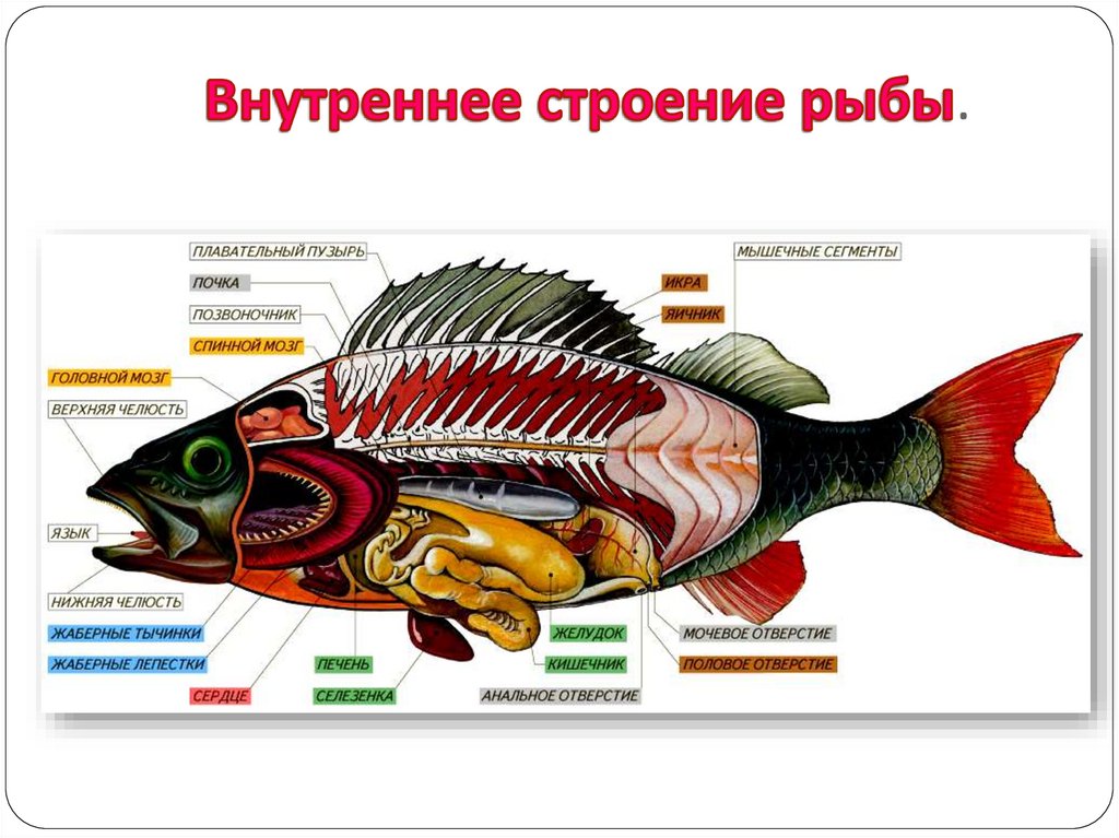 Внутреннее строение карася. Внешнее строение рыбы скумбрия. Внутренне строение рыбы схема. Внутреннее строение рыбы схема. Строение рыб внутренние внутреннее строение тела.