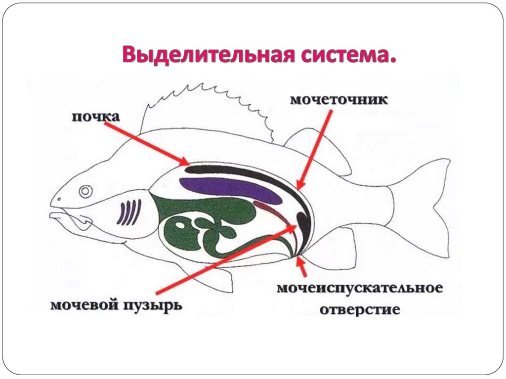 Мозг хрящевых рыб. Туловищные почки у рыб. Выделительная система рыб почки. Где находятся почки у рыб. Лентовидные почки у рыб.