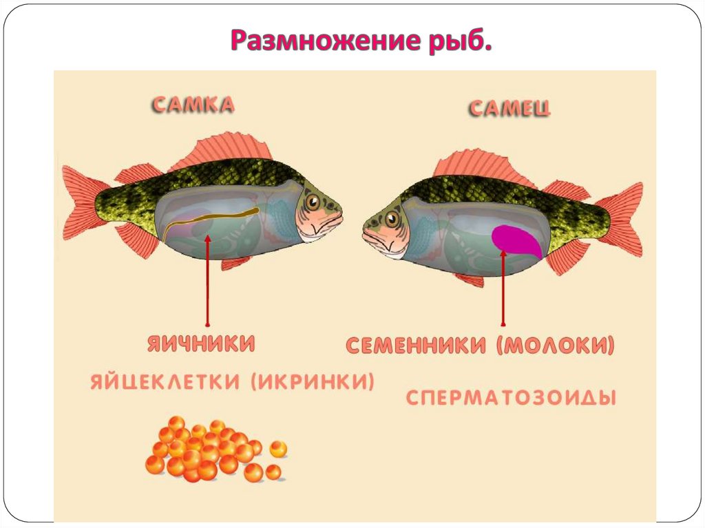 Какой тип развития у рыб
