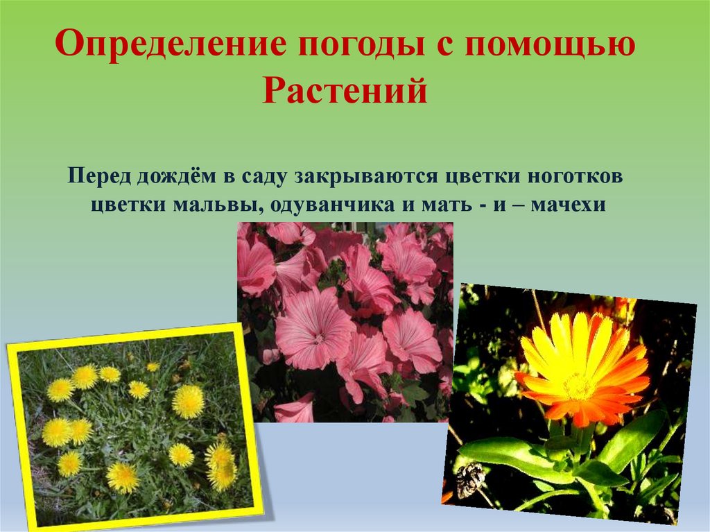 Приметы теплой погоды. Приметы о растениях. Приметы по растениям. Народные приметы о растениях. Цветы барометры.