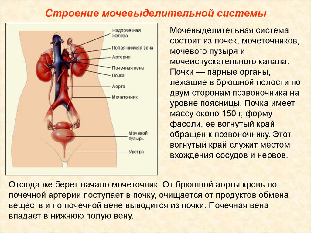 Какие органы входят в выделительную систему человека