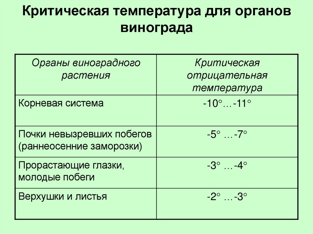 Критическая температура для органов винограда