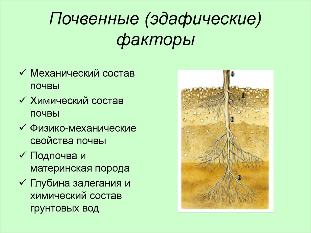 Влияние почв