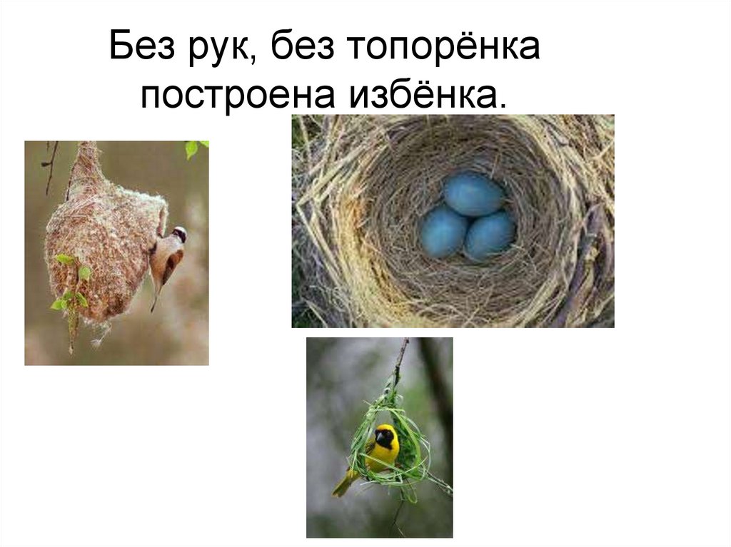 Домики которые построила природа 1 класс