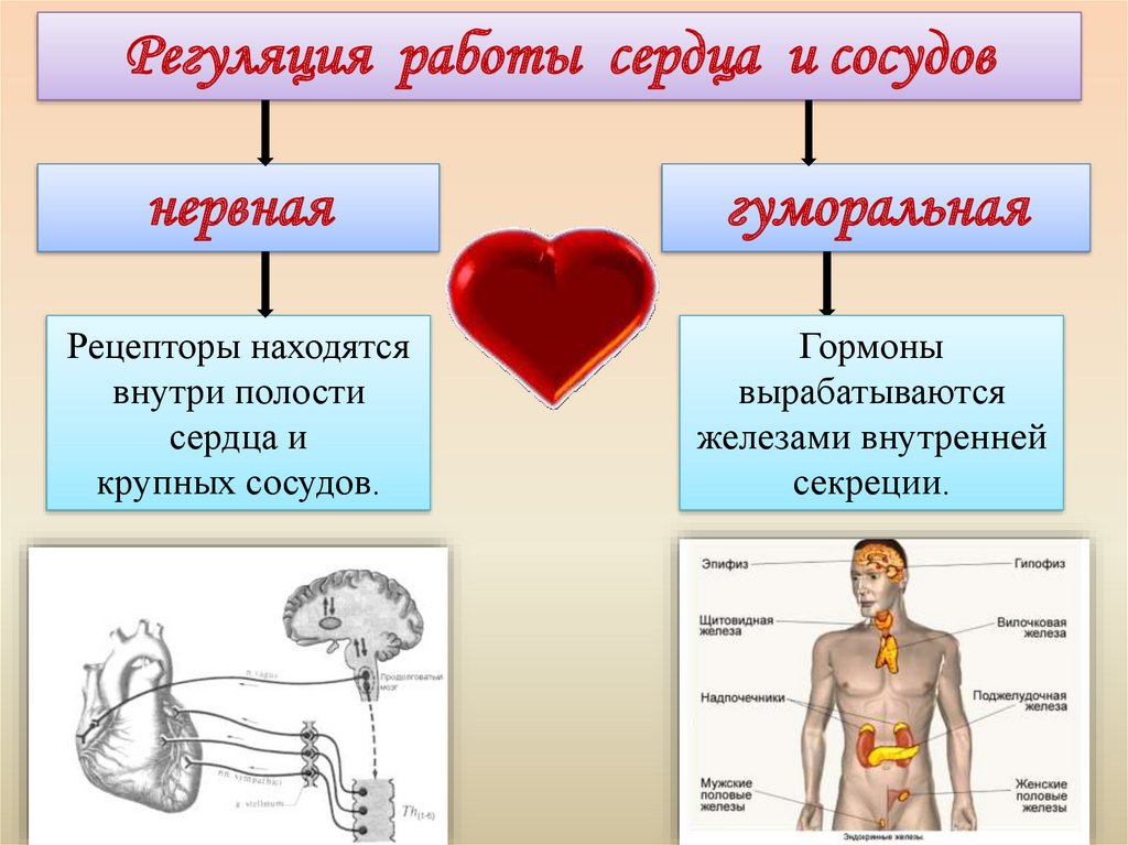 Физика работы сердца. Что регулирует работу сердца?. Что замедляет работу сердца. Сердечную деятельность регулируют ионы. Регуляция работы сердца и сосудов.