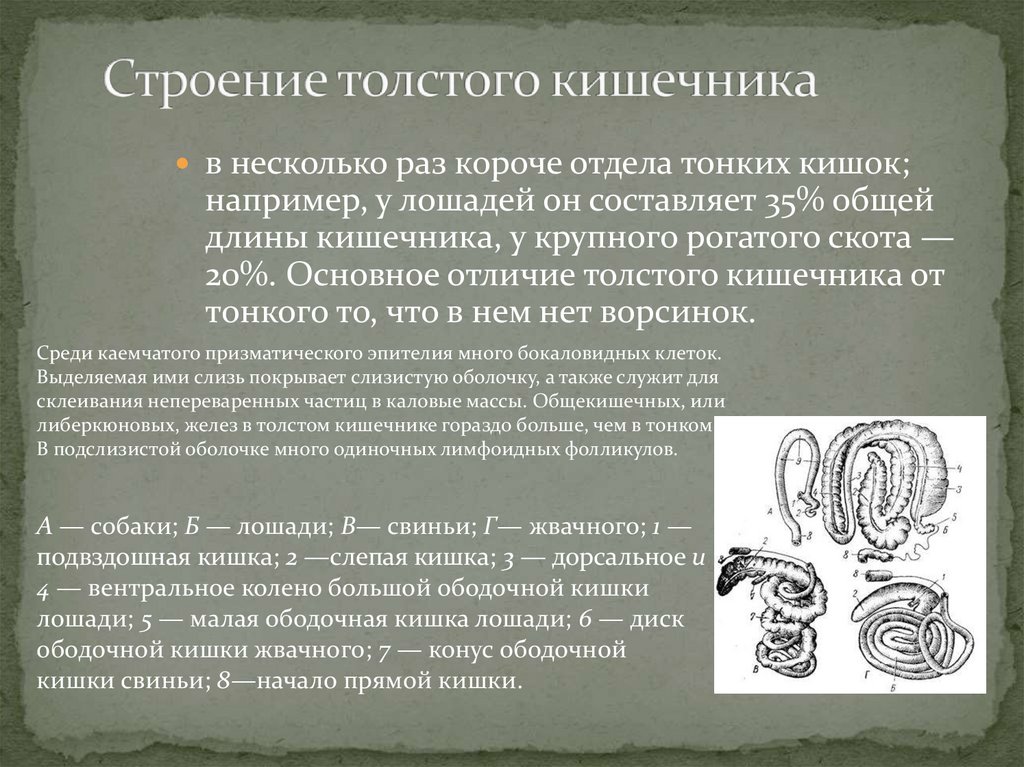 Какое значение имеет складчатость внутренней стенки тонкого кишечника кратко