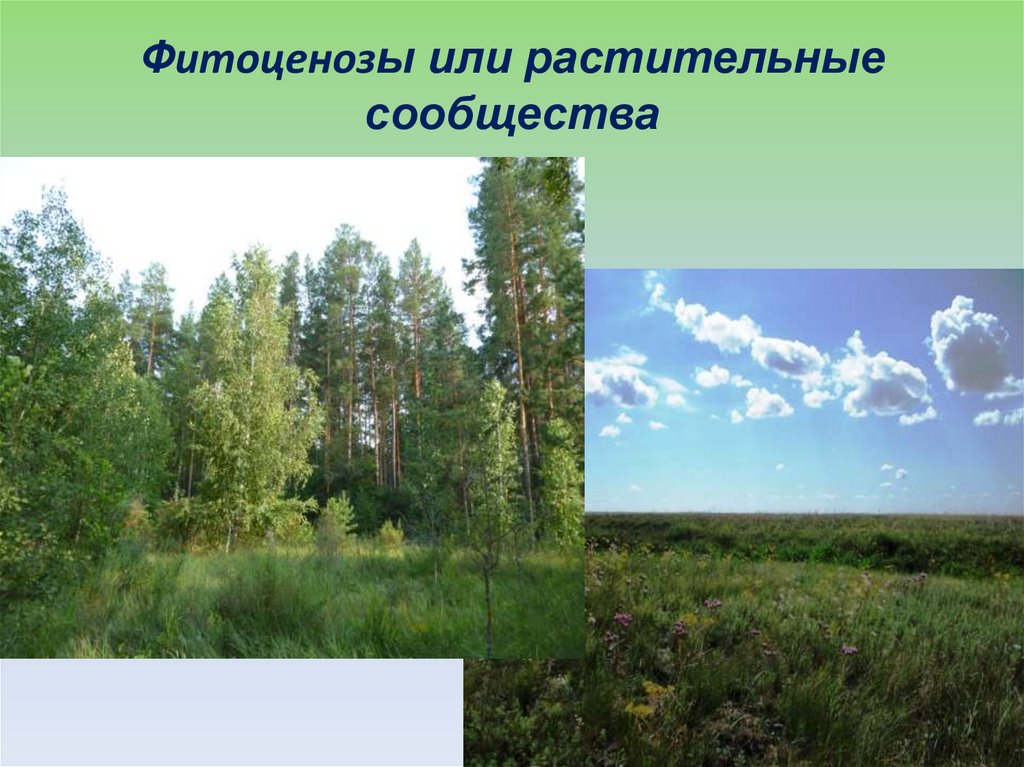 Основные растительные сообщества. Растительные сообщества. Фитоценоз растений. Фитоценоз презентация. Растительные сообщества России.