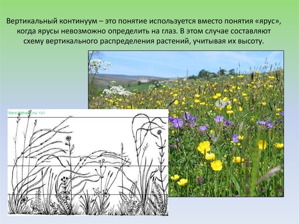 Какие растительные сообщества вы знаете биология 7. Растительные сообщества. Растительные сообщества презентация. Рисунки на тему растительное сообщество. Растительное сообщество это в биологии.