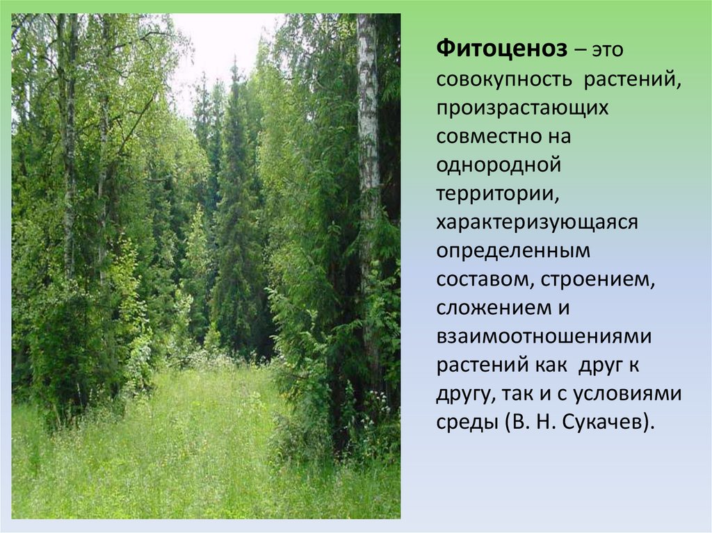 Лесные природные ресурсы поволжья. Растительные сообщества фитоценозы. Описание растительного сообщества. Растительные сообщества леса. Фитоценоз.