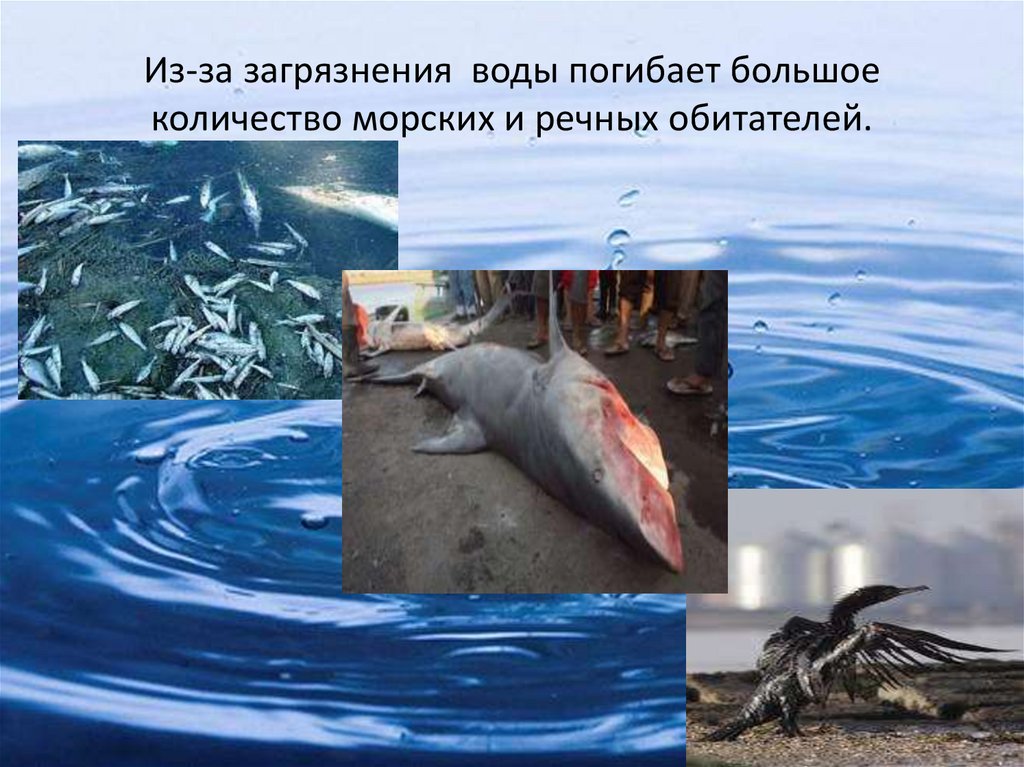 Из-за загрязнения воды погибает большое количество морских и речных обитателей.