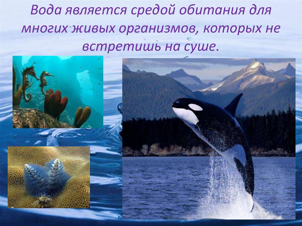 Вода является средой обитания для многих живых организмов, которых не встретишь на суше.