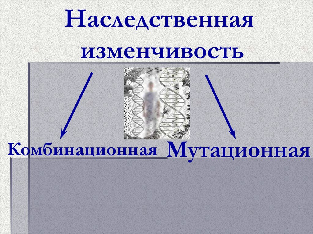 Наследственная изменчивость презентация 10 класс. Наследственная изменчивость это в биологии 10 класс. Презентация по биологии мутационная изменчивость 10 класс. Изменчивость 10 класс.