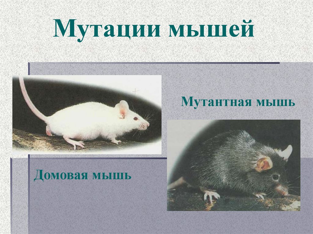 У мышей коричневая окраска шерсти. Мутация желтая мышь.