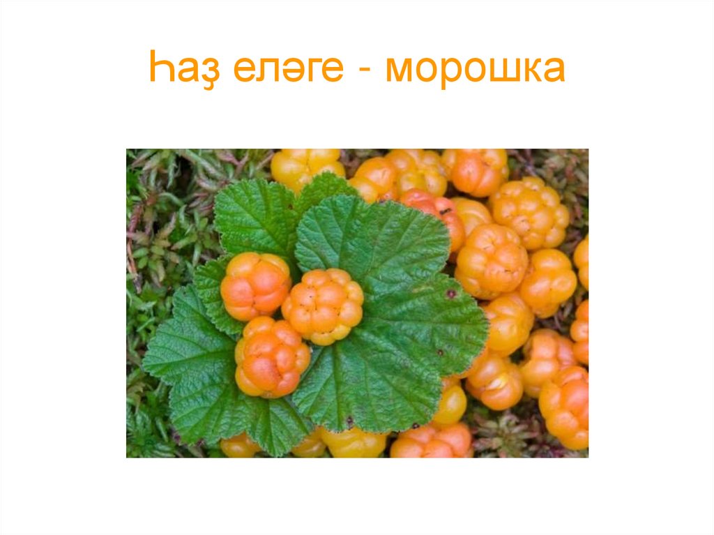 Томат морошка