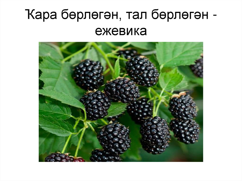 Бөрлөгән текст