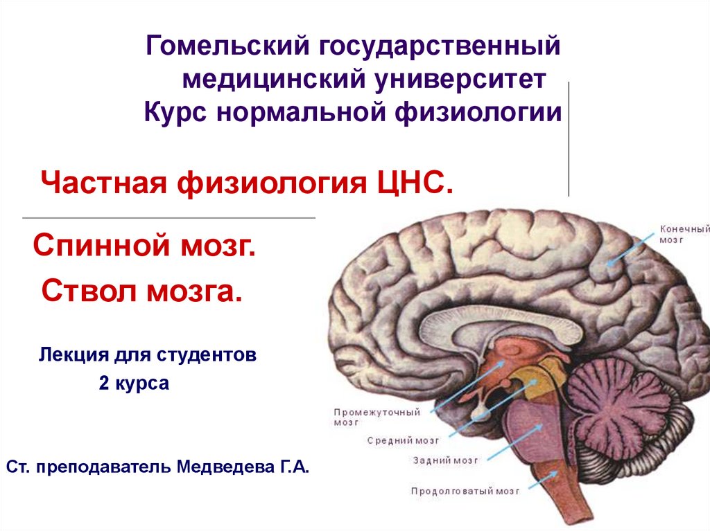 Физиология цнс презентация