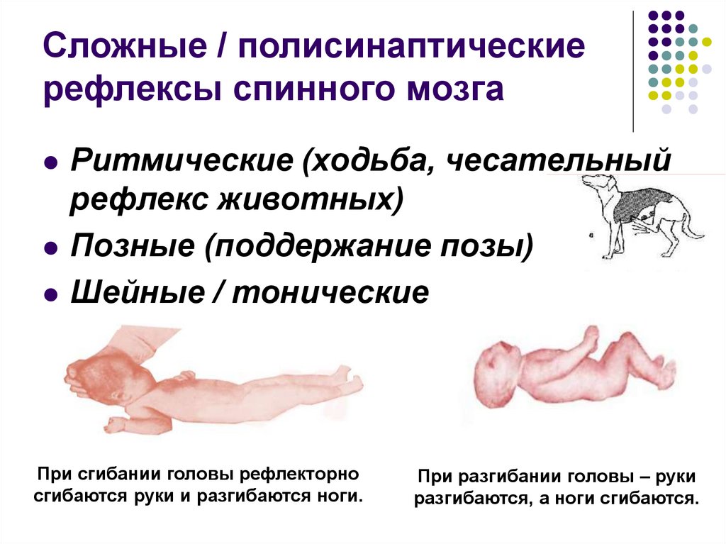 Примеры рефлекторных актов при участии спинного мозга. Спинальный тонический рефлекс. Полисинаптические рефлексы спинного мозга. Полисинаптические рефоекс ы. Сложные рефлексы.