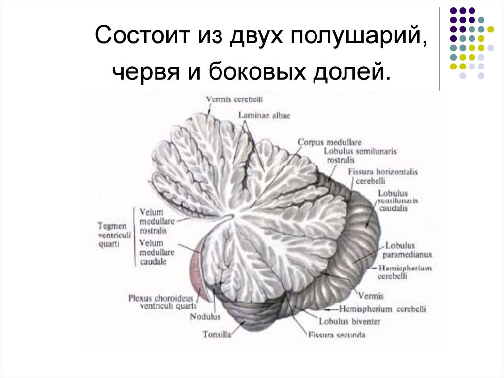 Мозжечок рисунок с обозначениями