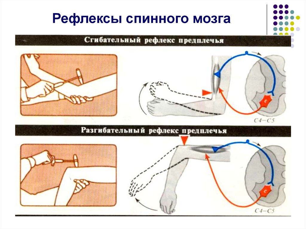 Сгибательный рефлекс физиология схема