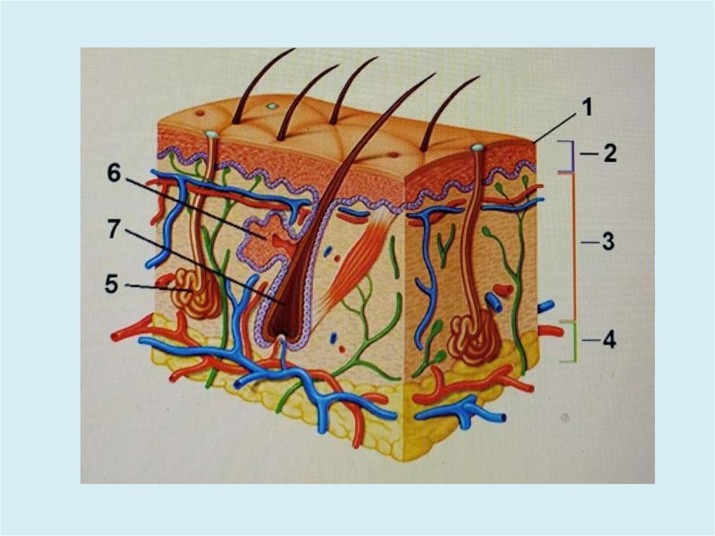 Кожа 4 буквы. Строение кожи. Строение кожи анатомия. Кожа схема. Строение кожи рисунок.