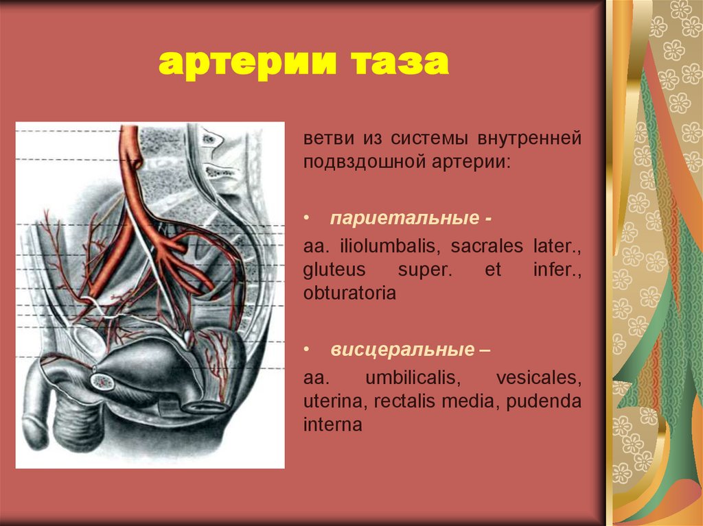 Органы малого таза