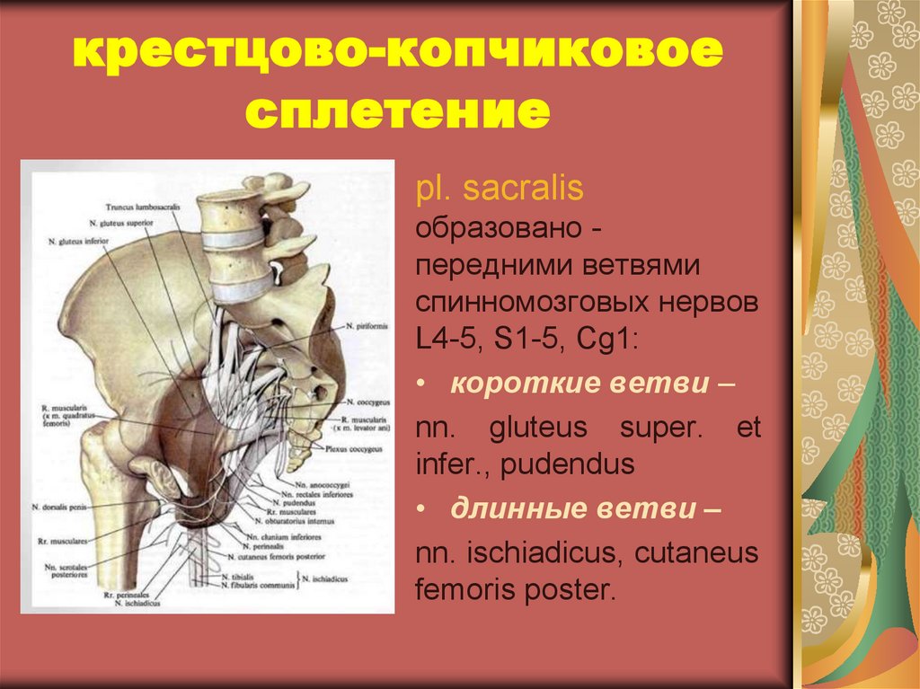 Областью иннервации крестцового сплетения являются